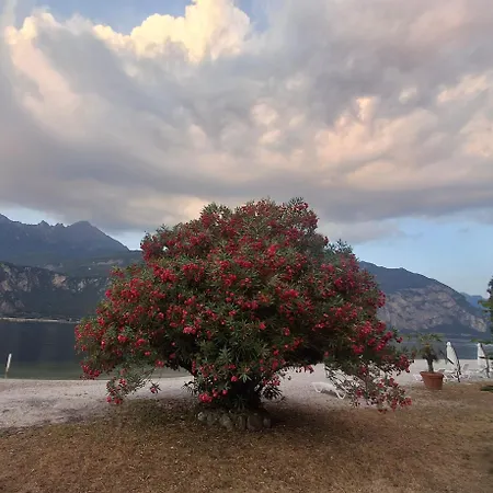 Nautilus 3* ואלמדררה